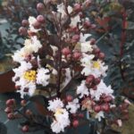 lagerstroemia indica black solitaire blush lagestroemia 1