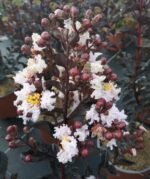 lagerstroemia indica black solitaire blush lagestroemia 1