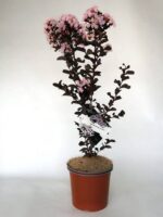 lagerstroemia indica black solitaire blush lagestroemia
