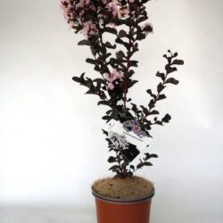 lagerstroemia indica black solitaire blush lagestroemia