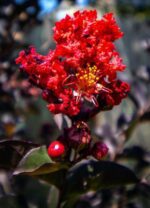 lagerstroemia indica black solitaire crimson red lagestroemia 1