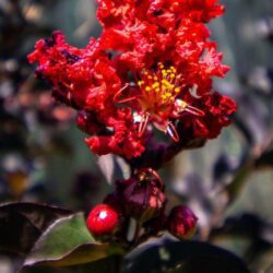 lagerstroemia indica black solitaire crimson red lagestroemia 1
