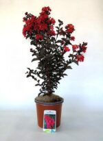 lagerstroemia indica black solitaire crimson red lagestroemia
