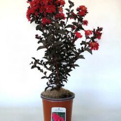lagerstroemia indica black solitaire crimson red lagestroemia