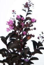 lagerstroemia indica black solitaire mystic magenta lagestroemia 1