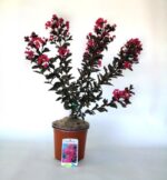 lagerstroemia indica black solitaire mystic magenta lagestroemia