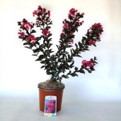 lagerstroemia indica black solitaire mystic magenta lagestroemia