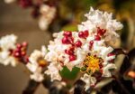 lagerstroemia indica black solitaire pure white lagestroemia 1