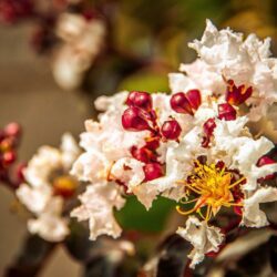 lagerstroemia indica black solitaire pure white lagestroemia 1