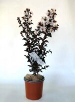 lagerstroemia indica black solitaire pure white lagestroemia