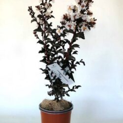 lagerstroemia indica black solitaire pure white lagestroemia