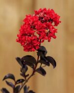 lagerstroemia indica black solitaire red hot lagestroemia 1