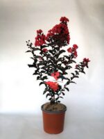 lagerstroemia indica black solitaire red hot lagestroemia