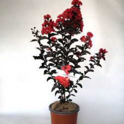 lagerstroemia indica black solitaire red hot lagestroemia