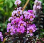 lagerstroemia indica black solitaire shell pink lagestroemia 1