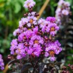 lagerstroemia indica black solitaire shell pink lagestroemia 1