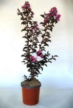 lagerstroemia indica black solitaire shell pink lagestroemia