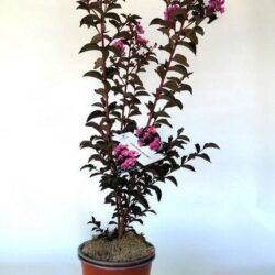 lagerstroemia indica black solitaire shell pink lagestroemia