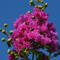 lagerstroemia indica cardinale lagestroemia