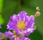 lagerstroemia indica cordon blue lagestroemia 1