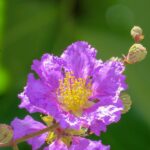lagerstroemia indica cordon blue lagestroemia 1