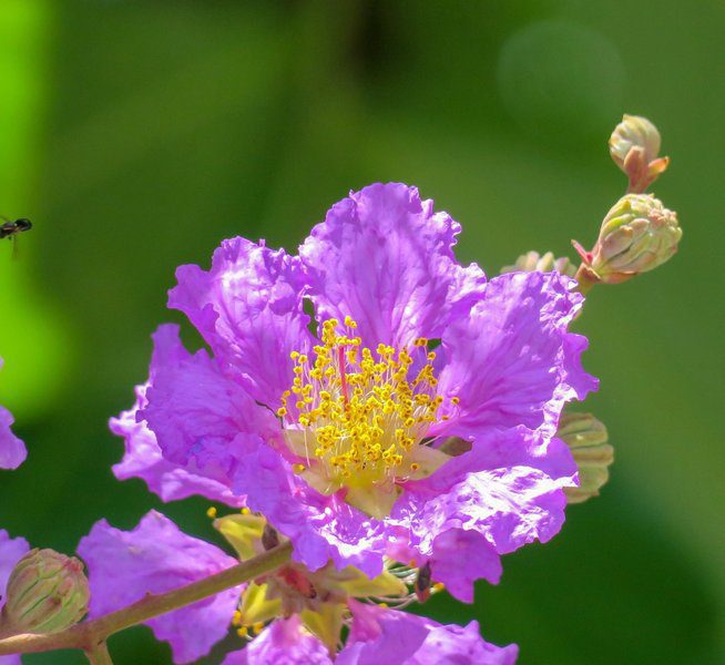 lagerstroemia indica cordon blue lagestroemia 1 lagerstroemia indica cordon blue lagestroemia 1