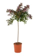 lagerstroemia indica cordon blue lagestroemia