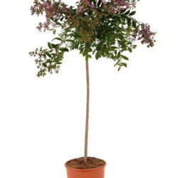 lagerstroemia indica cordon blue lagestroemia