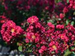 lagerstroemia indica double feature lagestroemia 1