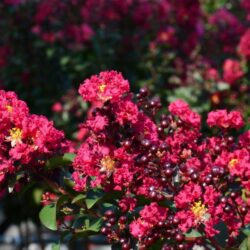 lagerstroemia indica double feature lagestroemia 1