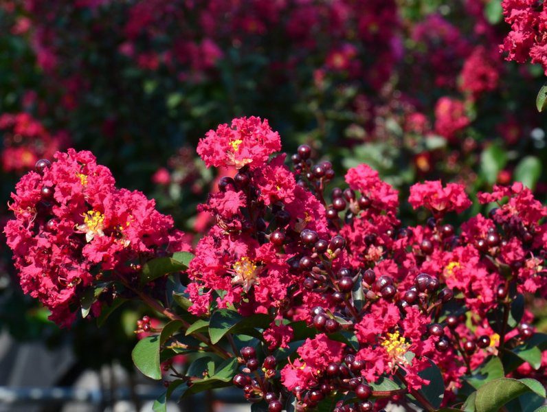 lagerstroemia indica double feature lagestroemia 1 lagerstroemia indica double feature lagestroemia 1