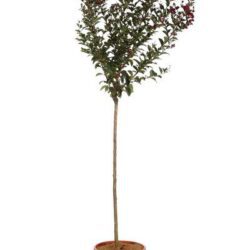 lagerstroemia indica double feature lagestroemia