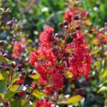 lagerstroemia indica dynamite lagestroemia 1