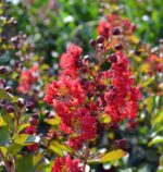 lagerstroemia indica dynamite lagestroemia 1