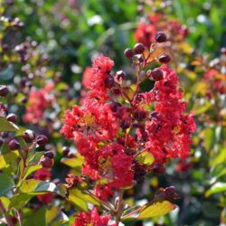 lagerstroemia indica dynamite lagestroemia 1