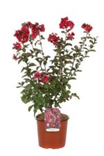 lagerstroemia indica dynamite lagestroemia