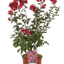 lagerstroemia indica dynamite lagestroemia