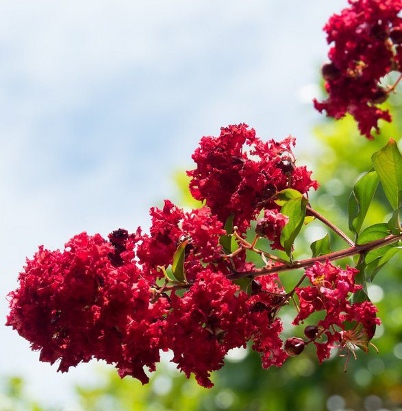 lagerstroemia indica fedi lagestroemia 1 lagerstroemia indica fedi lagestroemia 1