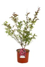 lagerstroemia indica fedi lagestroemia