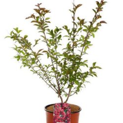 lagerstroemia indica fedi lagestroemia