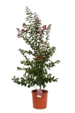 lagerstroemia indica fedi lagestroemia 3