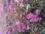lagerstroemia indica indiya charms lagestroemia 1