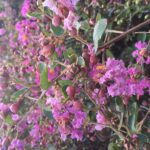lagerstroemia indica indiya charms lagestroemia 1
