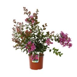 lagerstroemia indica indiya charms lagestroemia