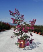 lagerstroemia indica indiya charms lagestroemia 3