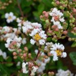 lagerstroemia indica nivea lagestroemia 1