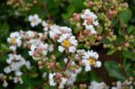 lagerstroemia indica nivea lagestroemia 1
