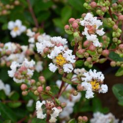 lagerstroemia indica nivea lagestroemia 1