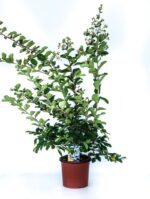 lagerstroemia indica nivea lagestroemia