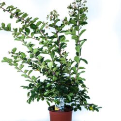 lagerstroemia indica nivea lagestroemia